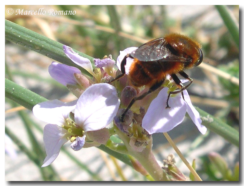 Un imitatore d''eccezione: Platynochaetus sp (Syrphidae)